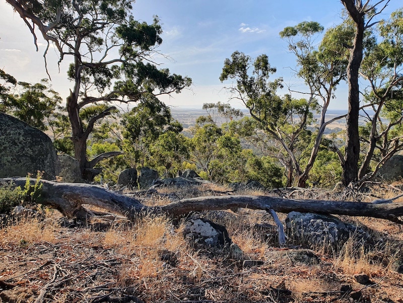 Fallen Tree