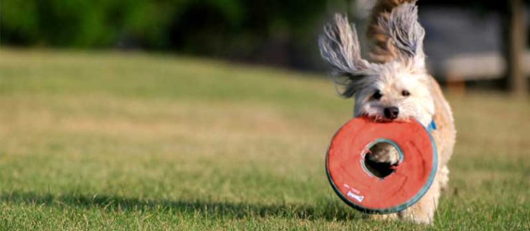 Funding Win for Pyrenees Shire Council - Beaufort Dog Haven